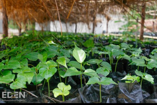 aufforstung eden projects pflanzen die Wachsen